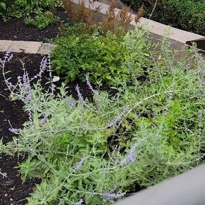 Meet your Posher, Stevie